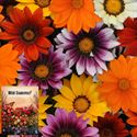 Bild von Ms P12 Gazania Mix